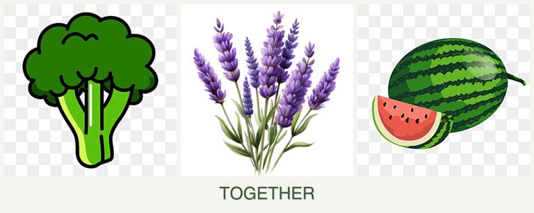 Can you plant broccoli, lavender and melons together?