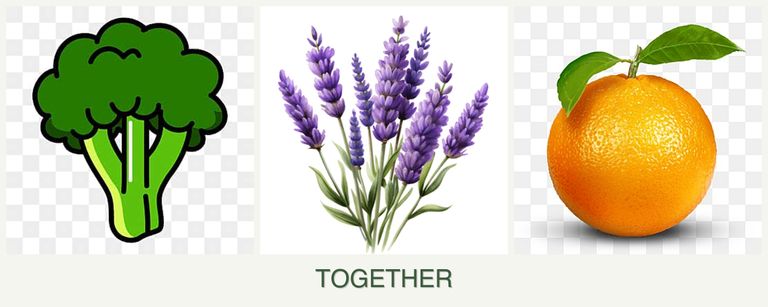 Can you plant broccoli, lavender and oranges together?