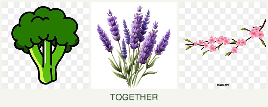 Can you plant broccoli, lavender and peaches together?