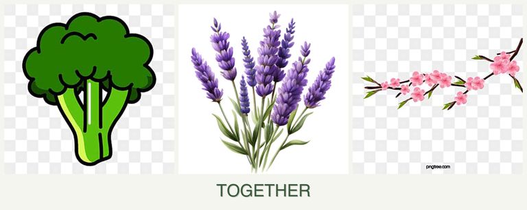 Can you plant broccoli, lavender and peaches together?