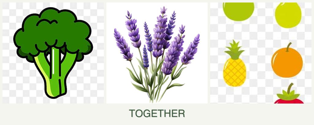 Can you plant broccoli, lavender and pears together?