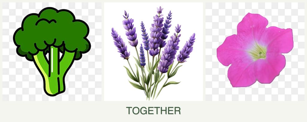 Can you plant broccoli, lavender and petunias together?