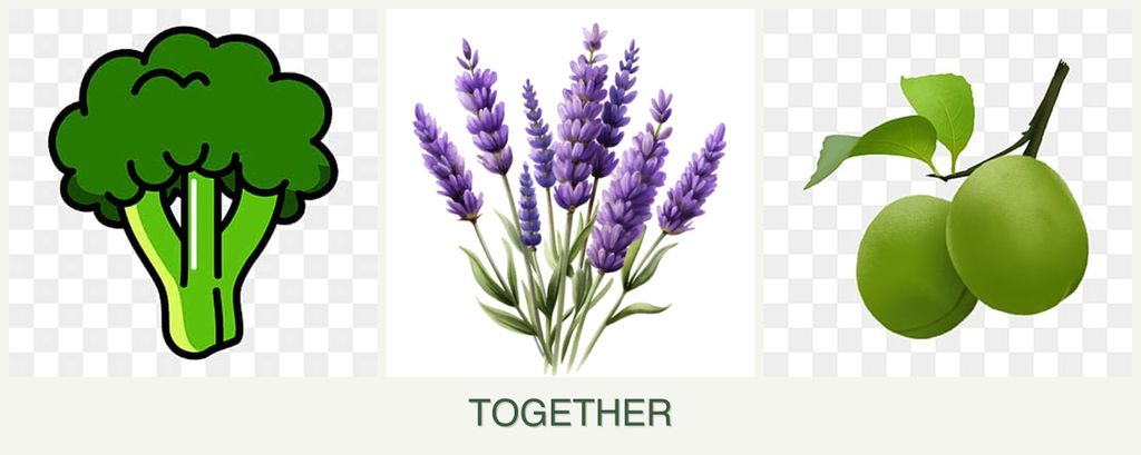 Can you plant broccoli, lavender and plums together?
