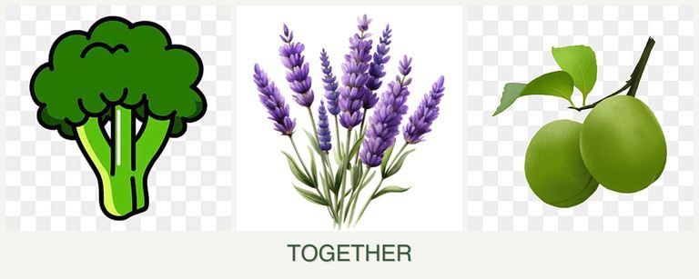 Can you plant broccoli, lavender and plums together?