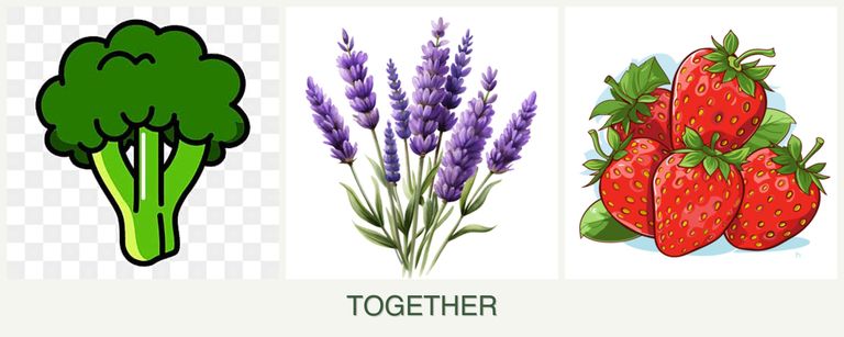 Can you plant broccoli, lavender and strawberries together?