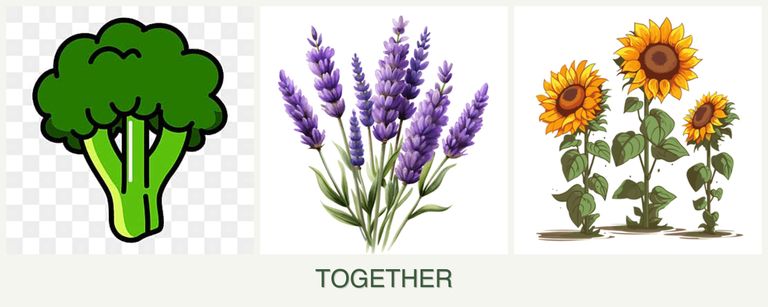 Can you plant broccoli, lavender and sunflowers together?