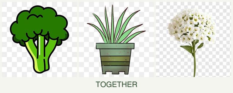 Can you plant broccoli, lemongrass and alyssum together?