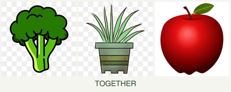 Can you plant broccoli, lemongrass and apples together?
