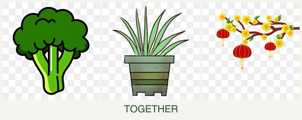Can you plant broccoli, lemongrass and apricots together?