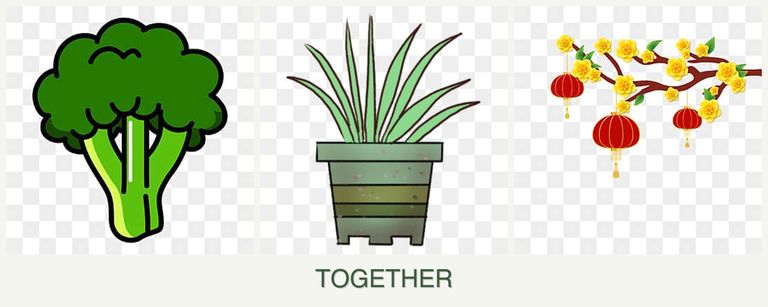 Can you plant broccoli, lemongrass and apricots together?