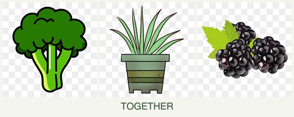 Can you plant broccoli, lemongrass and blackberries together?