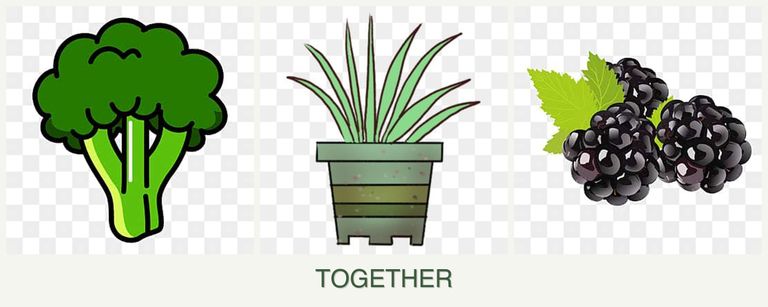 Can you plant broccoli, lemongrass and blackberries together?