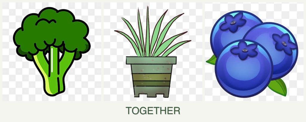 Can you plant broccoli, lemongrass and blueberries together?