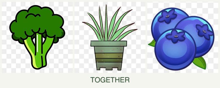 Can you plant broccoli, lemongrass and blueberries together?