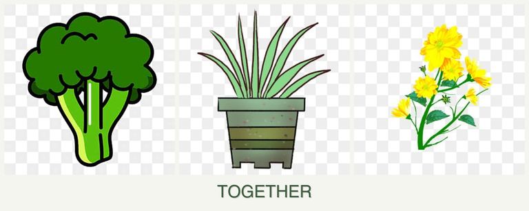 Can you plant broccoli, lemongrass and calendula together?