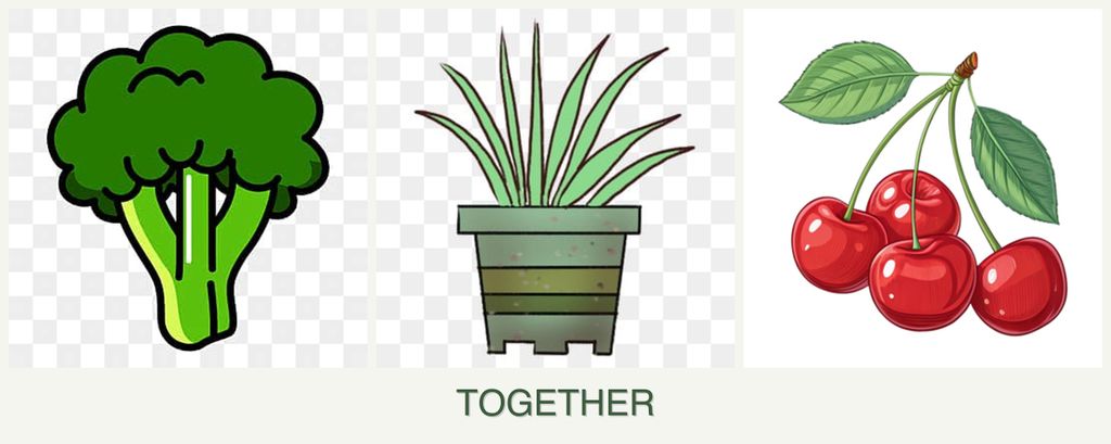 Can you plant broccoli, lemongrass and cherries together?