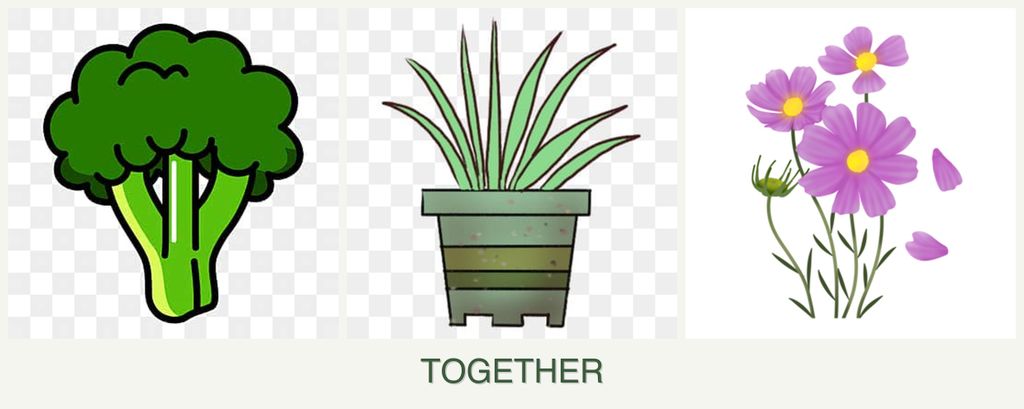Can you plant broccoli, lemongrass and cosmos together?