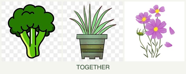 Can you plant broccoli, lemongrass and cosmos together?