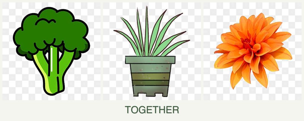 Can you plant broccoli, lemongrass and dahlias together?
