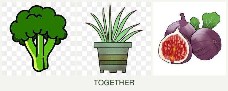 Can you plant broccoli, lemongrass and figs together?