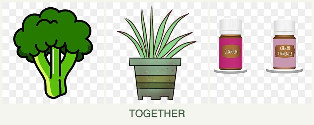 Can you plant broccoli, lemongrass and geraniums together?
