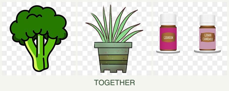 Can you plant broccoli, lemongrass and geraniums together?