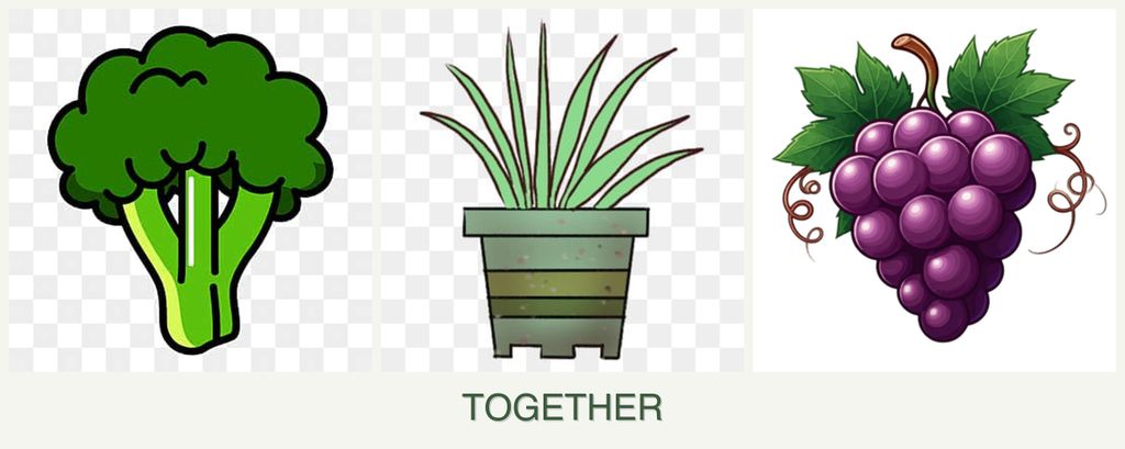 Can you plant broccoli, lemongrass and grapes together?