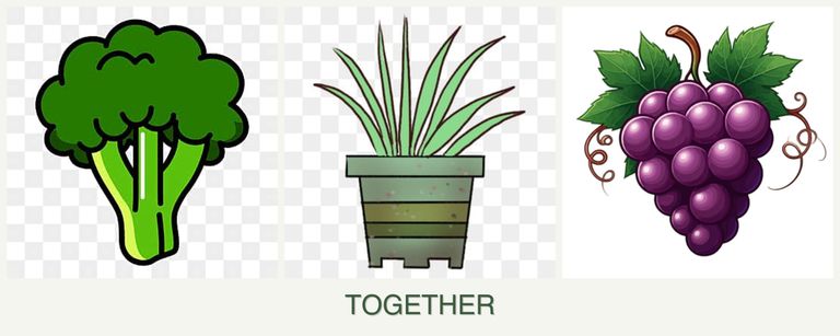 Can you plant broccoli, lemongrass and grapes together?