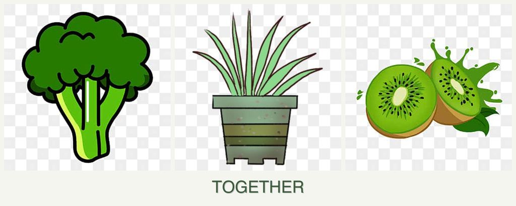 Can you plant broccoli, lemongrass and kiwi together?