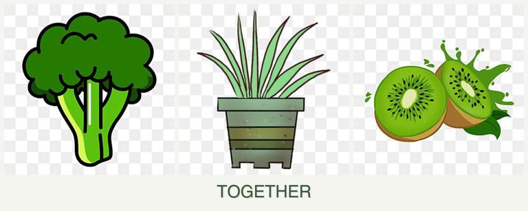Can you plant broccoli, lemongrass and kiwi together?