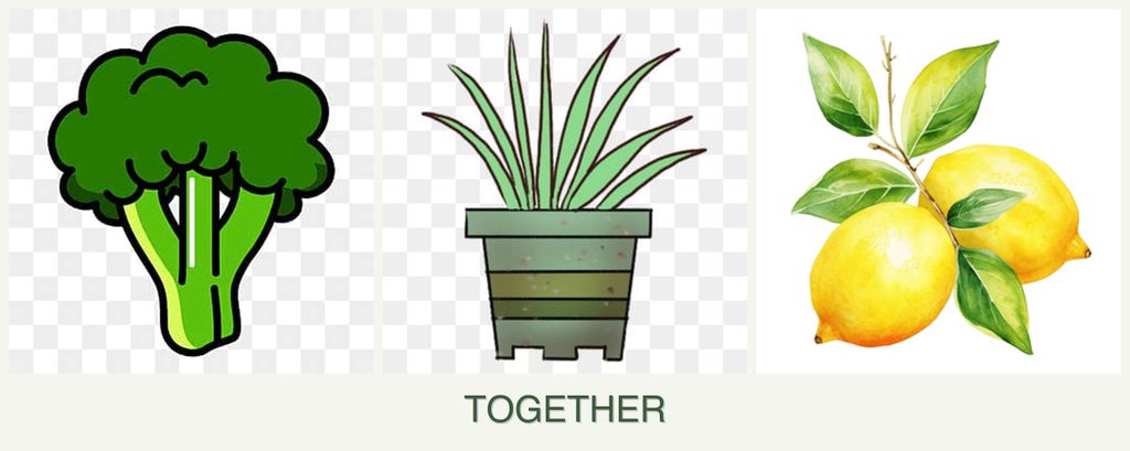 Can you plant broccoli, lemongrass and lemons together?