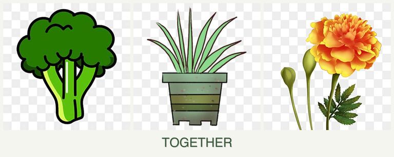 Can you plant broccoli, lemongrass and marigolds together?