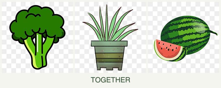 Can you plant broccoli, lemongrass and melons together?
