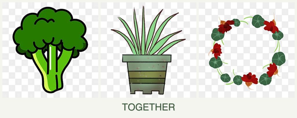 Can you plant broccoli, lemongrass and nasturtiums together?