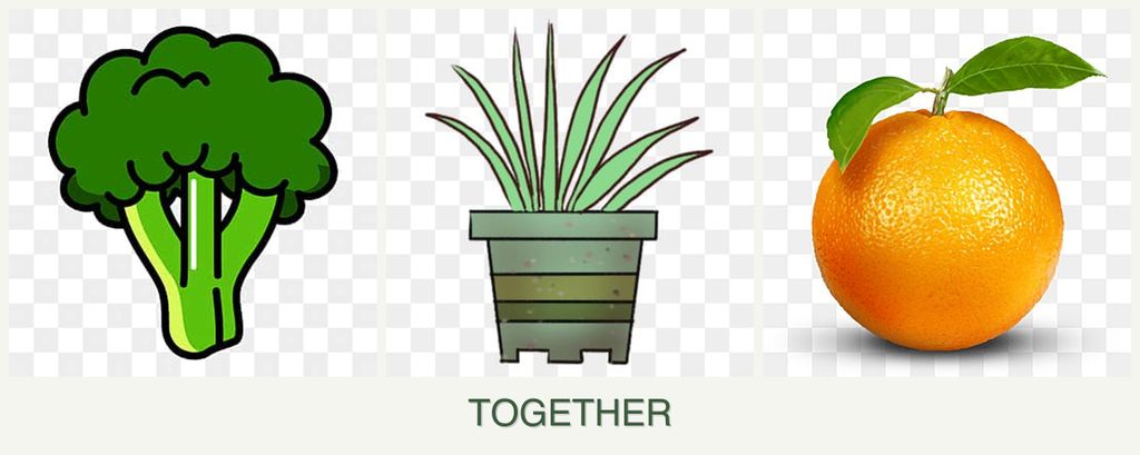 Can you plant broccoli, lemongrass and oranges together?