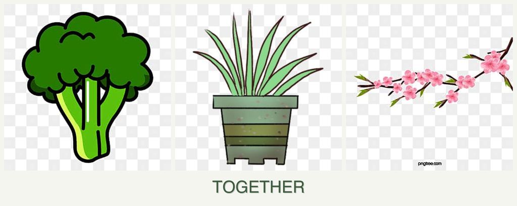 Can you plant broccoli, lemongrass and peaches together?