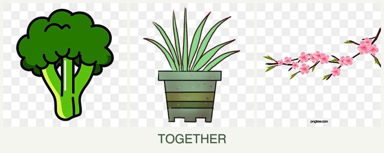 Can you plant broccoli, lemongrass and peaches together?