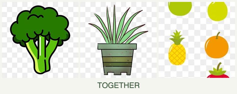 Can you plant broccoli, lemongrass and pears together?
