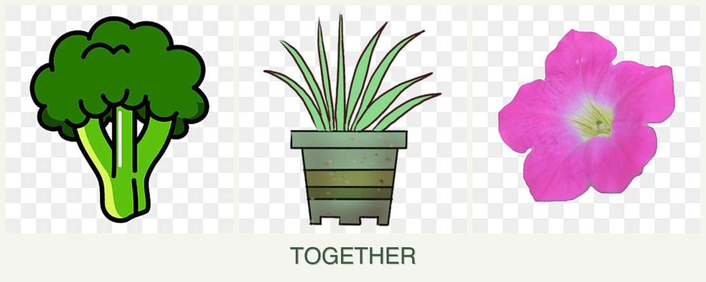 Can you plant broccoli, lemongrass and petunias together?