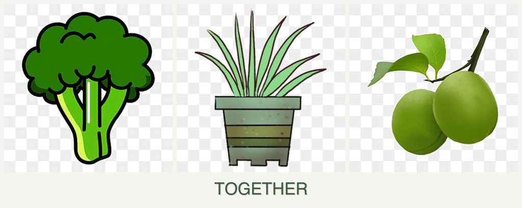 Can you plant broccoli, lemongrass and plums together?