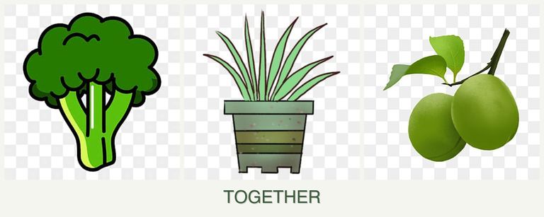 Can you plant broccoli, lemongrass and plums together?