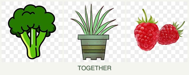 Can you plant broccoli, lemongrass and raspberries together?