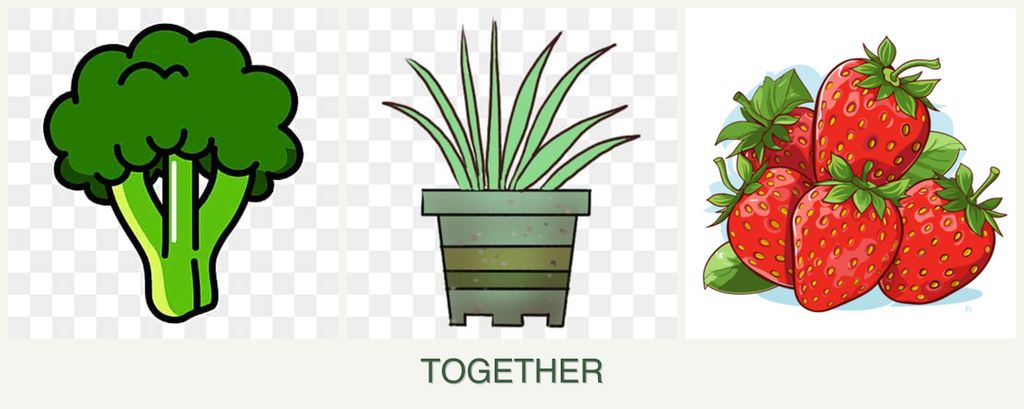 Can you plant broccoli, lemongrass and strawberries together?
