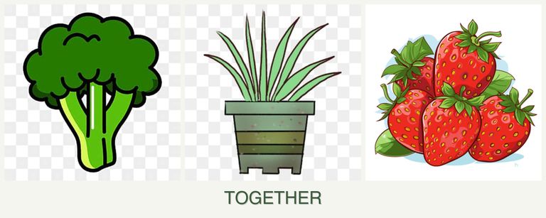 Can you plant broccoli, lemongrass and strawberries together?