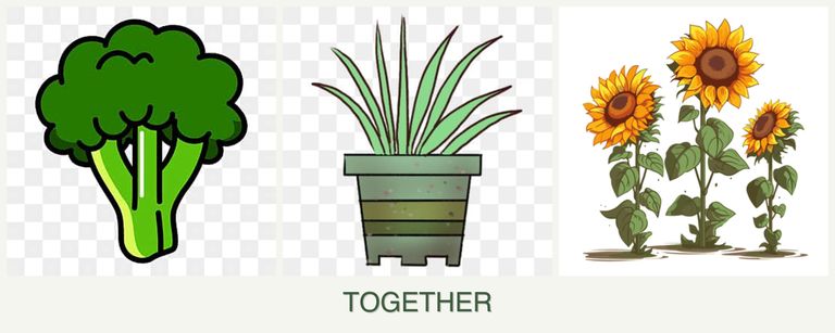 Can you plant broccoli, lemongrass and sunflowers together?
