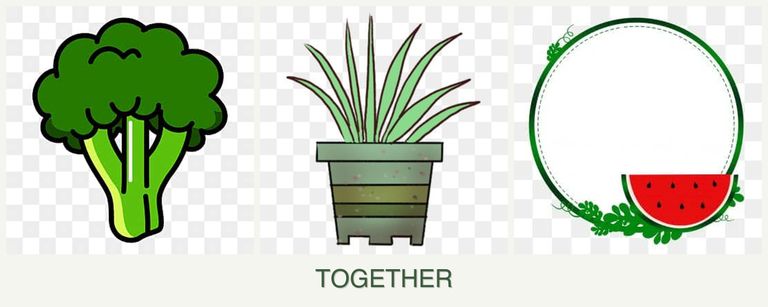 Can you plant broccoli, lemongrass and watermelons together?