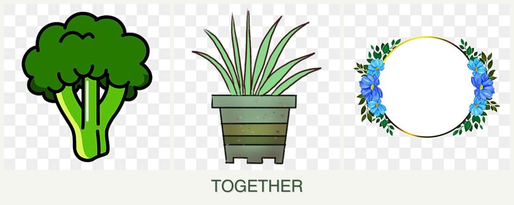 Can you plant broccoli, lemongrass and zinnias together?