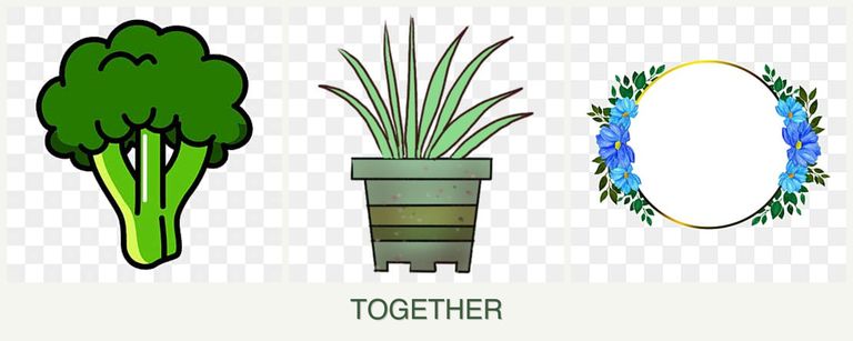 Can you plant broccoli, lemongrass and zinnias together?