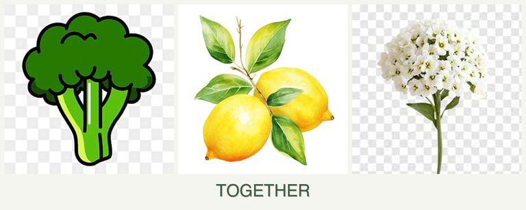 Can you plant broccoli, lemons and alyssum together?