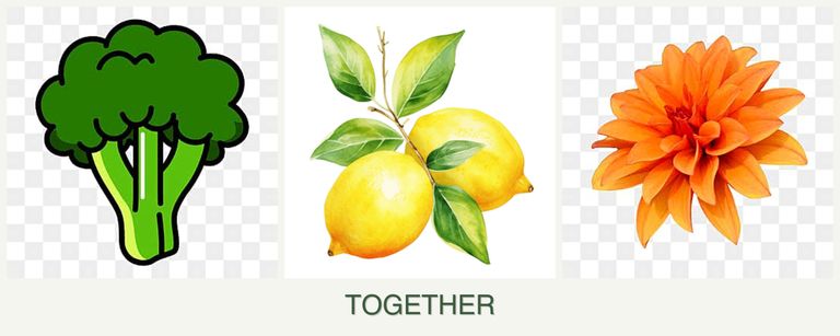 Can you plant broccoli, lemons and dahlias together?